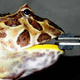 Image: Lappin et al, Sci. Rep (2017)